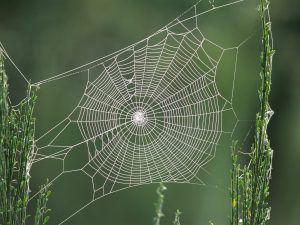 spider_web_windows_7_wallpapers