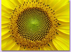 sunflower-mandala